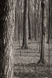 Woods