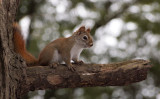 Red Squirrel