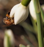 Snowdrop & Bee