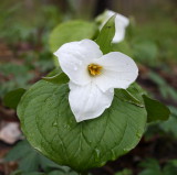 White Trillium