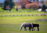 Horses