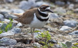 Killdeer