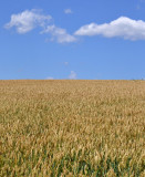 Wheat meets Sky