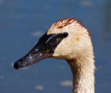 Swan