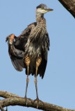 Great Blue Heron