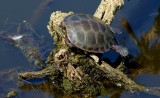 Painted Turtle