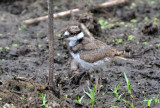 Young Killdeer