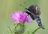 Butterfly & Thistle