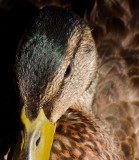 Young Mallard
