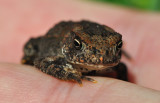 Young Toad