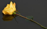 Floating Rose