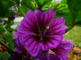 DSC00736.jpg