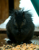 Soggy squirrel