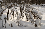 New Snow