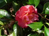 front yard camellia - FIRST EVER BLOOM