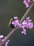 bee on redbud.jpg