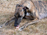 pip marrow bone 3.jpg