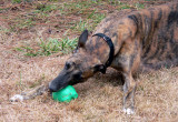 pip with ball 6.jpg