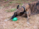 pip with ball 7.jpg