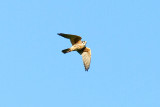 Kestrel_Edit