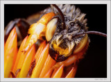 Wet Bee
