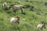 Przevalski wild horses, Khustain Nuruu nature reserve