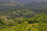 The many shades of green