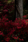 IMG_9691 Callaway Gardens Landscape Workshop.jpg