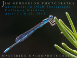 Macro.jpg