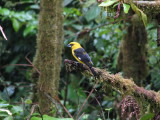 Black-thighed Grosbeak