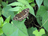 Orange-patched Crescent (Phyciodes drusilla)