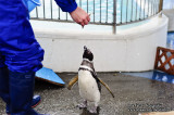 Notojima 能登島 - のとじま水族館 Notojima Aquarium