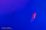 Notojima 能登島 - のとじま水族館 Notojima Aquarium