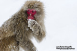 Hirao 平穩 - 野猿公苑 Snow Monkey Park