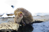Hirao 平穩 - 野猿公苑 Snow Monkey Park