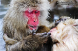 Hirao 平穩 - 野猿公苑 Snow Monkey Park