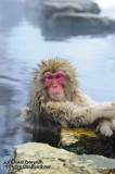 Hirao 平穩 - 野猿公苑 Snow Monkey Park