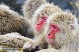 Hirao 平穩 - 野猿公苑 Snow Monkey Park