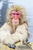 Hirao 平穩 - 野猿公苑 Snow Monkey Park