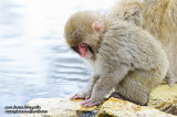 Hirao 平穩 - 野猿公苑 Snow Monkey Park