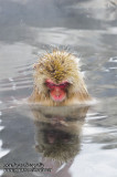 Hirao 平穩 - 野猿公苑 Snow Monkey Park