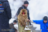 Hirao 平穩 - 野猿公苑 Snow Monkey Park