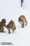 Hirao 平穩 - 野猿公苑 Snow Monkey Park