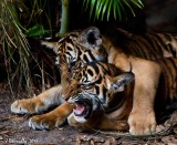 Malayan Tiger Cubs at West Palm Beach Zoo