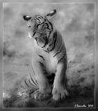 6 Month Old Tiger Cub