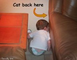 Cat Stalking