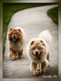 Follow Me