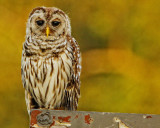 owl 1.jpg