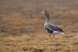 Blsgss - Greater White-fronted Geese