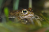 Strandpadda (Bufo calamita)